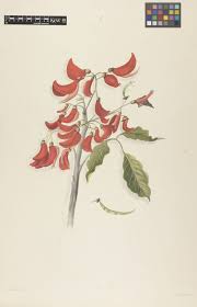 Image result for Erythrina sacleuxii