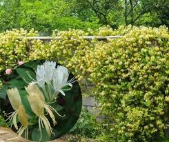 Este plantată şi pe lângă case ca gard verde ornamental şi pentru parfumul florilor. Pepiniera Mizil Gard Viu De Mana Maicii Domnului Facebook