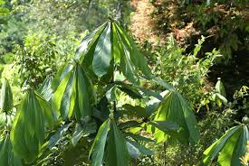 Image result for Actinodaphne