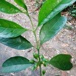 Image result for Colletoecema