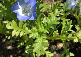 ク dvd tvゲーム pcソフト パソコン・周辺機器 家電&カメラ 文房具・オフィス用品 ホ. ãƒãƒ¢ãƒ•ã‚£ãƒ©ã®è‚²ã¦æ–¹ ã‚¬ãƒ¼ãƒ‡ãƒ‹ãƒ³ã‚°ã®å›³é''