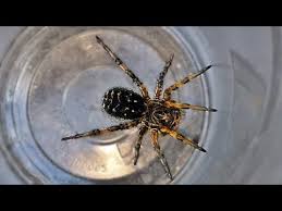 Ca mare este mila ta spre mine si ai izbavit sufletul meu din iadul cel mai de jos. Am Prins Paianjenul Lup Cel Mai Veninos Paianjen Din Romania Youtube