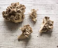 Pin On Mushroom Diaries