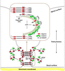 Check spelling or type a new query. The Human Nephrin Y1139rsl Motif Is Essential For Podocyte Foot Process Organization And Slit Diaphragm Formation During Glomerular Development Journal Of Biological Chemistry