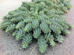 Walzen Wolfsmilch Pflanze Euphorbia Myrsinites Winterhart Pflanzen Mexikanischer Garten Terrassenpflanzen