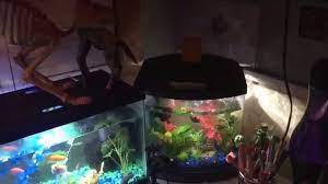 Do bettas need a filter? My Aquarium Bedroom Youtube