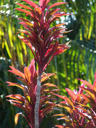 | plants & seedlings └ plants, seeds & bulbs └ yard, garden & outdoor living items └ home & garden all categories antiques art automotive baby books business & industrial cameras & photo. Cordyline Fruticosa Baby Doll Ti Plant Good Luck Plant Hawaiian Ti Plant Hawiian Ti Ti Plant North Carolina Extension Gardener Plant Toolbox