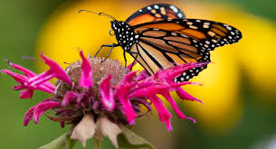 Maybe you would like to learn more about one of these? Bee Balm 101 How Why You Should Grow This Native Plant Bird Watching Hq