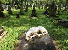 The death of a beloved pet affects a family deeply. Cemetery Tourism For Halloween Http Www Asiarooms Com En Community Blog Cemetery Tourism For Halloween Unusual Headstones Cemetery Statues Cemetery