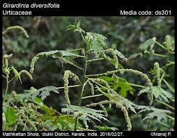Image result for Girardinia