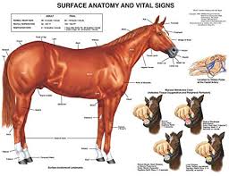 equine surface anatomy chart horse