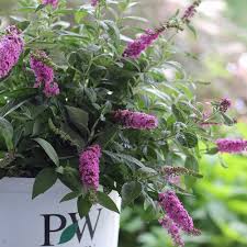 Image result for buddleia davidii