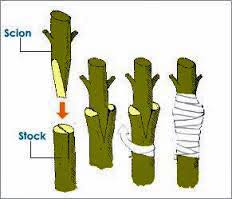 Image result for graft grape vines