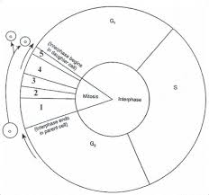 Cell Cycle Pie Chart Diagram Quizlet