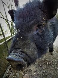 Berburu babi hutan di pinggir sungai kelay asikjuga karna babinya mau turun kepinggir sungai babinya terlihat jelas ketika. Boar Launchy Animal Portrait Curious Wild Pig Bristles Pikist