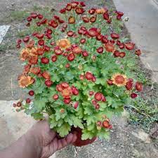 Beberapa jenis memiliki satu warna. Anak Pokok Bunga Kekwa Merah Bunga Chrysanthemum Live Plants Potted Plant Fresh Flower Pokok Hiasan Cantik Shopee Malaysia