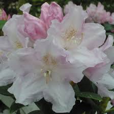 Hoppy Rhododendron Buy Hoppy Yakushimanum Rhododendrons Online Millais Nurseries