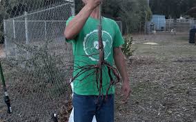 Maybe you would like to learn more about one of these? Should You Prune A Bare Root Fruit Tree Greg Alder S Yard Posts Southern California Food Gardening