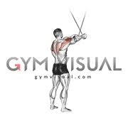 Sep 14, 2020 · the reverse fly emphasizes the rear fibers of the delts, which moves your arm behind your body when you're standing, and lifts it to the side when you're lying on your stomach. Cable Standing Cross Over High Reverse Fly