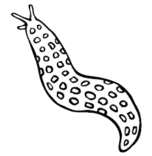 Sea slugs have many peculiar looks and are much prettier than the slugs that live on land. Sea Slug Coloring Page Animals Town Animals Color Sheet Sea Slug Free Printable Coloring Pages Animals