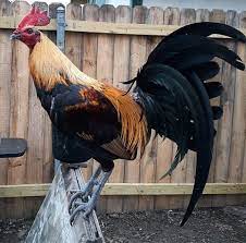 Variations of gray or grey include achromatic grayscale shades, which lie exactly between white and black, and nearby colors with low colorfulness. Black Grey Beautiful Chickens Chicken Pictures Game Fowl