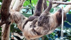 There is something about sloths that i just love! It S International Sloth Day So You Have An Excuse To Be Lazy Cnn