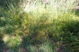 Image result for Cyperus renschii
