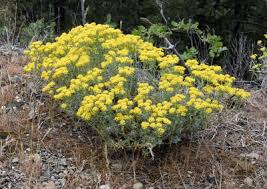 Image result for Sarcophrynium schweinfurthianum