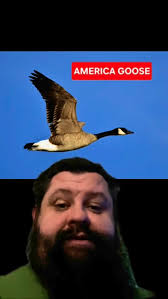 #whiteriverrambo #guyhumor #funny #golf #waterfowl #golflife #geese