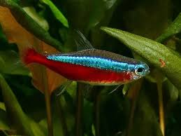 Image result for Ranalisma