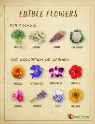 The stems of the plant on which flower can be grown can reach up to 18m in length. Bronzi Farms Get To Know Some Edible Flowers Facebook
