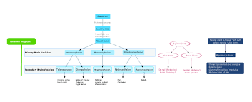 development of the nervous system in humans wikipedia