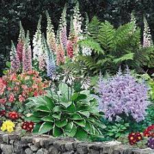 Spring Hill Nursery Shade Loving Perennials Shade Flowers Shade Perennials
