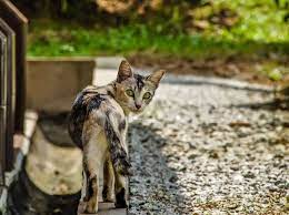Sie wünschen sich tolle menschen mit denen sie toben, spielen und kuscheln dürfen. Warum Suchen Sich Katzen Ein Neues Zuhause