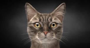 Things tagged with 'cat' (2860 things). Cat 3d Model Turbosquid