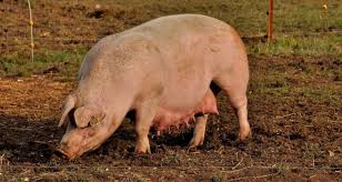 Steve and alexandra cohen had a small gathering of friends over hamburgers, hotdogs, coleslaw, potato salad, corn and carvel ice cream at their home in east hampton on july 27. Billionaire Steve Cohen Let His Pet Pig Get So Fat That It Had To Be Rescued From His Mansion First We Feast