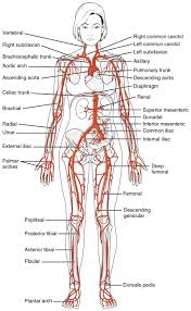 Hma practical 3 virtual slides. Circulatory Pathways Anatomy And Physiology Ii