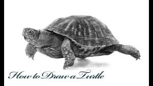 The turtle migrates almost 2 000 miles. How To Draw A Realistic Turtle Step By Step Tutorial Youtube