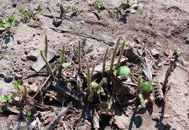 Evaluating Hail Damaged Crops Part 1 Msu Extension