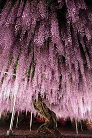 Wisteria Soothing In 2020 Wisteria Tree Beautiful Tree Beautiful Flowers