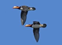 Kalian bisa tebak ada berapa hewan dalam gambar ini? Bebek Mandarin Burung Anggun Dari Asia Timur Re Tawon