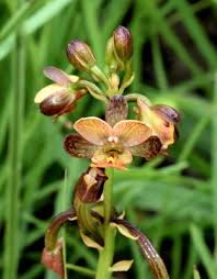 Image result for Eulophia tenella