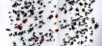 Symbolfoto tote fliegen und fliegenklatsche. Fliegen Loswerden Mit Hausmitteln Fliegen Vertreiben Und Vorbeugen