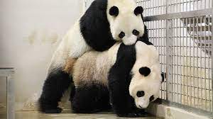 River safari's beloved panda pair, kai kai and jia jia, are finally parents, announced wildlife reserves singapore on sunday (aug 15). Pandas At It Again Kai Kai And Jia Jia Enter Mating Season Singapore News Top Stories The Straits Times