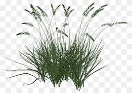 Gardeners like its ease of care and its fine texture, which makes it a good companion plant for heavier or more dramatic plantings. Ornamental Grass Png Images Pngwing