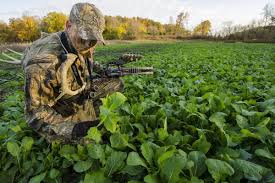 Planting a food plot can be a surefire way to attract deer to your property, while also providing them with the nutrients they need to grow big and strong. What To Plant In Small Food Plots Legendary Whitetails Legendary Whitetail S Blog