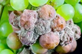 Image result for Botrytis cinerea