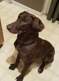 Adopt Zuma On Petfinder Dog Adoption Dogs Labrador Retriever Mix
