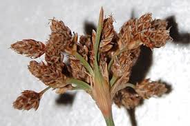 Image result for Fimbristylis quinquangularis