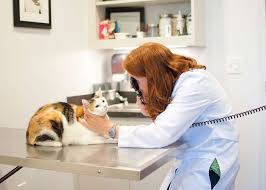 Union county hospital wants to help you get the information you need when you need it. Carolina Pets Animal Hospital 5922 Weddington Rd Wesley Chapel Nc 28104 Usa